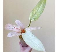 Semi di filodendro - d'appartamento facili da curare esotiche serre da balcone regali per gli amanti del giardino sempreverdi resistenti verdi decorazione del soggiorno 50pcs