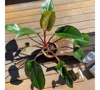 Semi di filodendro - d'appartamento facili da curare prodotti sostenibili da interno esotiche regali per gli amanti del giardino semi di interno vecchie 200pcs