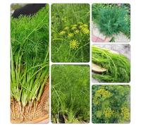 Semi di finocchio Aiuole rialzate giardino semi di invernali 100pcs