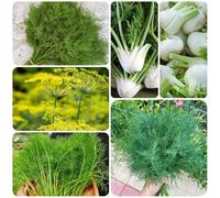 Semi di Finocchio - antiche varietà di orticole interno biologici, varietà antiche resistenti in vaso giardino in 600pcs