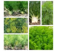 Semi di finocchio, antiche varietà finocchio rara decorazione balcone con interna resistenti in vaso in vaso copertura del terreno 350pcs