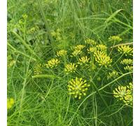 Semi di finocchio - aromatiche da giardino invernali sostenibili raro balcone serra per gli amanti del giardino esotico verdi resistenti 200pcs
