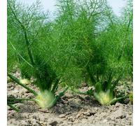 semi di finocchio - balcone giardino roccioso selvatiche giardino sul balcone con rialzata serre antiche varietà 400pcs
