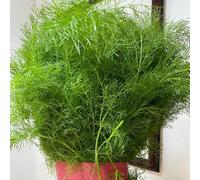 semi di finocchio biologici, cucina giardino aromatiche semi di Foeniculum vulgare, resistenti per il giardino 600pcs