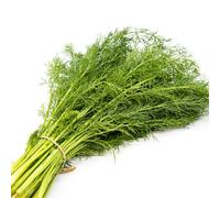 semi di finocchio biologici, Foeniculum vulgare, balcone giardino aromatiche semi di resistenti per il giardino 300pcs