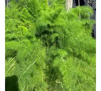 semi di finocchio biologici, Foeniculum vulgare, semi di aromatiche da cucina balcone giardino aromatiche 350pcs