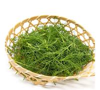 Semi di finocchio - biologici Foeniculum vulgare - semi di da cucina resistenti per il giardino 200pcs