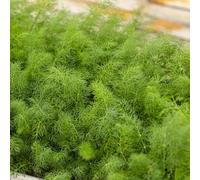 Semi di finocchio - biologici Foeniculum vulgare - semi di da giardino cucina semi di resistenti 600pcs