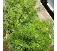 semi di finocchio biologici, Foeniculum vulgare, semi di per giardino di aromatiche resistenti per il giardino 500pcs