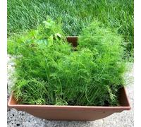 semi di finocchio biologici, semi di Foeniculum vulgare, aromatiche da cucina resistenti per il giardino 150pcs