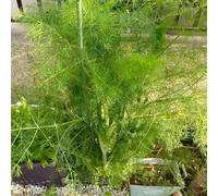 semi di finocchio biologici, semi di Foeniculum vulgare, balcone cucina giardino aromatiche 400pcs
