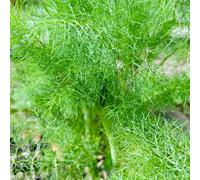 semi di finocchio biologici, semi di Foeniculum vulgare, da giardino aromatiche da cucina 100pcs