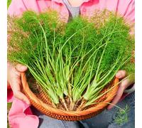semi di finocchio biologici, semi di Foeniculum vulgare, resistenti per il giardino acquistarere di invernali cucina giardino 800pcs