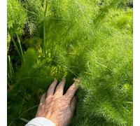 Semi di finocchio - da cucina Foeniculum vulgare - vecchi semi di per giardino di resistenti per il giardino 250pcs