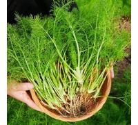 Semi di finocchio - Foeniculum vulgare - vecchi semi di da giardino acquistare 500pcs