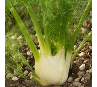 semi di finocchio, in vaso, resistenti esotiche rare balcone esterno 500pcs