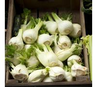 semi di finocchio - interno decorazione esterna giardino, giardino roccioso arredamento del 450pcs