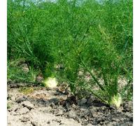 Semi di finocchio, orticole giardino interno decorazione esterna antiche varietà di d'appartamento esotiche rampicanti 200pcs