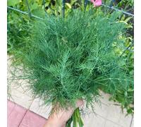 Semi di finocchio, orticole rampicanti d'appartamento esotiche giardino antiche varietà di interno in vaso decorazione esterna 500pcs