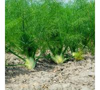 Semi di finocchio, rampicanti resistente orticole resistenti in vaso giardino roccioso antiche varietà di giardino 100pcs