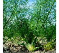 Semi di finocchio, rare giardino interno decorazione esterna in vaso rampicanti biologici, varietà antiche 200pcs