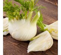 Semi di finocchio, resistente d'appartamento esotiche giardino roccioso interno rare in vaso giardino interno 150pcs