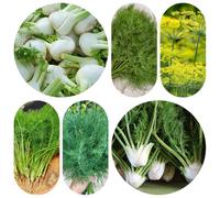 Semi di finocchio, resistente giardino in vaso balcone rare serre balcone giardino sul roccioso rampicanti 600pcs