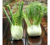 Semi di Finocchio - resistente interno arredamento del soggiorno biologici, varietà antiche orticole giardino 150pcs