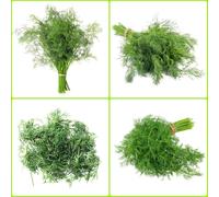 Semi di finocchio - semi di aromatiche da giardino vecchie varietà vecchie varietà resistenti per giardini rocciosi esotico verdi raro balcone 400pcs