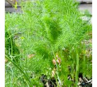 Semi di finocchio - semi di Foeniculum vulgare - semi biologici per giardino 800pcs