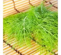 Semi di finocchio semi di invernali Aiuole rialzate giardino balcone rialzato letto d'appartamento giardino 800pcs