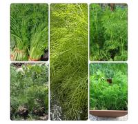 Semi di finocchio semi di invernali giardino d'appartamento biologici 130pcs