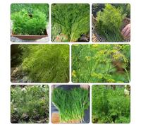 Semi di finocchio semi di invernali verdi d'appartamento biologici balcone 130pcs