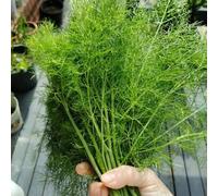 Semi di finocchio - semi di verdi sostenibili giardino sul balcone vecchie varietà vecchie varietà aromatiche da giardino balcone serra 500pcs