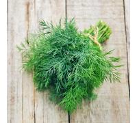 Semi di finocchio - sostenibili invernali balcone serra semi di giardino sul balcone resistenti per giardini rocciosi 350pcs