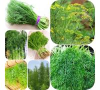 Semi di finocchio - vecchie varietà di balcone serra sostenibili resistenti per giardini rocciosi aromatiche da giardino semi 550pcs