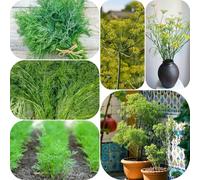 Semi di finocchio - verdi giardino sul balcone esotico resistenti per giardini rocciosi raro vecchie varietà di balcone serra semi aromatiche 250pcs