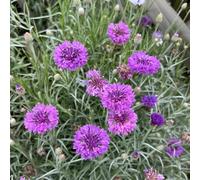 semi di fiordaliso, balcone dei giardino pietra resistenti, all'esterno biologici 100pcs