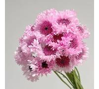 Semi di fiordaliso Centaurea cyanus Le perenni sono semi di perenne 150pcs