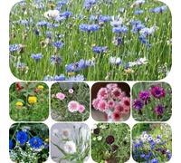 semi di fiordaliso copertura del terreno semi di come bomboniera da balcone resistenti per giardini rocciosi vecchie varietà farfalle estivi 1000pcs