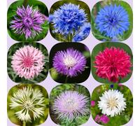 Semi di fiordaliso di farfalla biologico vecchie varietà primaverili decorazione con esotici semi, estivi come bomboniera balcone resistenti 950pcs