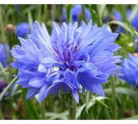 Semi di fiordaliso,Il tasso di germinazione dei semi è alto,-1,100PCS Seeds ONLY