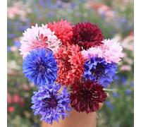 semi di fiordaliso, per giardino pietra resistenti all'esterno Le da sono perenni 600pcs