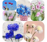 Semi di fiordaliso per i luoghi soleggiati per giardinieri vecchie varietà di primaverili semi estivi autunnali resistenti decorazione con 100pcs