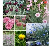 Semi di fiordaliso perenni resistenti, giardino Centaurea cyanus, balcone resistenti perenni di seminare vecchie varietà 250pcs