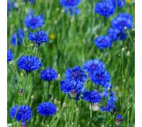 semi di fiordaliso vecchie varietà decorazioni da giardino per esterni per gli amanti del giardino semi di farfalle da balcone resistenti 250pcs