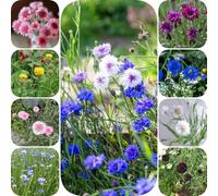 semi di fiordaliso vecchie varietà decorazioni da giardino per esterni per gli amanti del giardino semi di come bomboniera farfalle 1000pcs