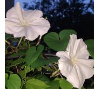 Semi di fioreluna, da giardino roccioso resistenti vecchie varietà giardino selvatici 300pcs