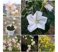 Semi di fioreluna, rare resistenti per il giardino per luoghi soleggiati rampicanti a crescita rapida 200pcs