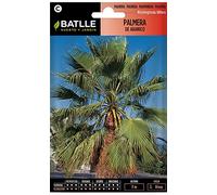 Semi di Fiori - Palma di ventaglio - Batlle